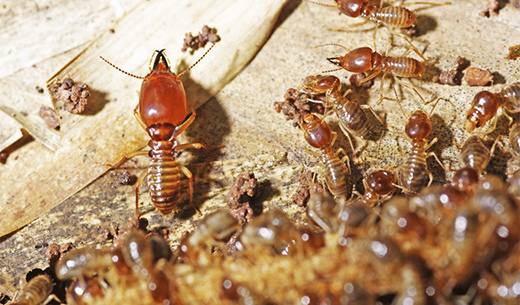 Pest Control in Chennai