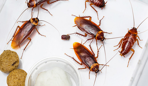 Pest Control services
