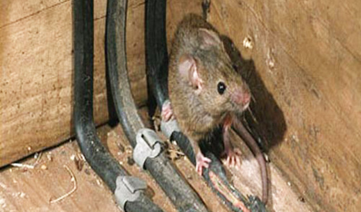 Termite Control Service