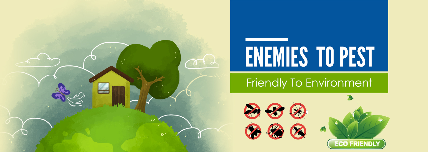 Pest Control Price in Chennai