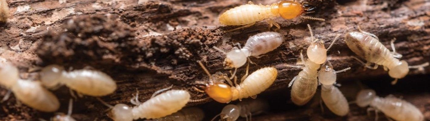 Pest Control Service in ECR