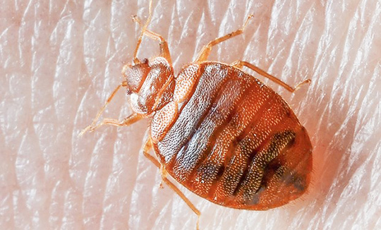 Termite Pest Control Service