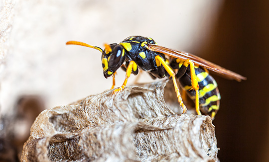 Aarthi Pest Control in Chennai