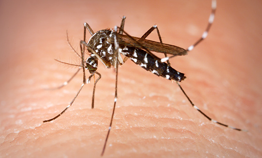 Pest Control in Chennai