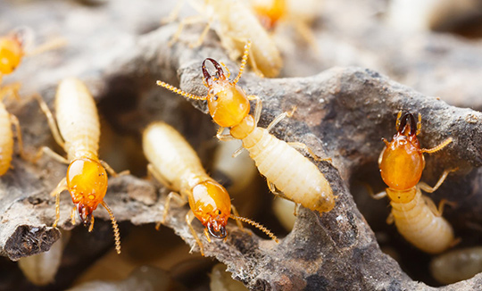 Pest Control  Services