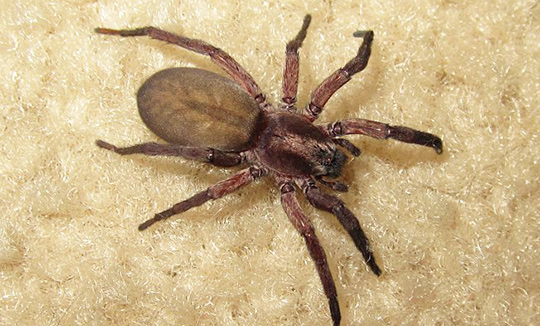 Pest Control Services