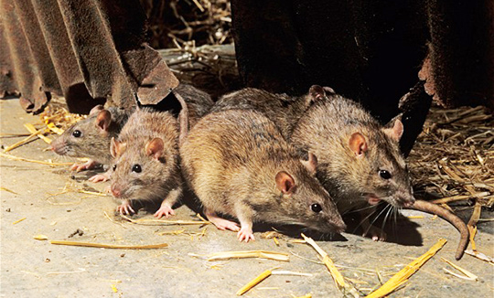 Pest Control Services near me
