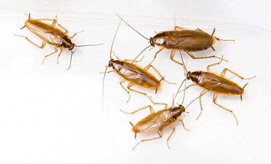 Pest Control in Chennai
